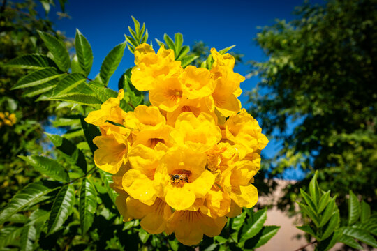 Tecoma Stans, yellow trumpetbush, yellow bells, yellow elder, ginger Thomas at the Phoenix Botanical Gardens in the Fall of 2025