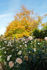 Fototapeta premium dahlia