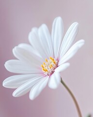 Close-up of a single, pristine white flower against a soft, pastel pink background