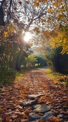 Autumnal path bathed in sunlight, leaves carpet the ground