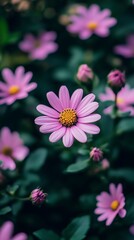 Close-up of vibrant pink daisies in a garden setting