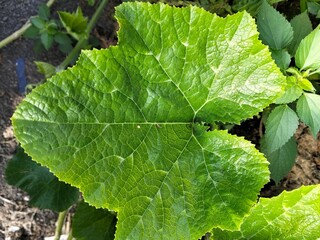 green leaves of a plant
