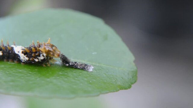 Macro Close-Up of a Giant Swallowtail Caterpillar (Papilio) Feeding on a Green Leaf with Frass Pellets Nearby