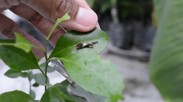 Macro Close-Up of a Giant Swallowtail Caterpillar (Papilio) Feeding on a Green Leaf with Frass Pellets Nearby