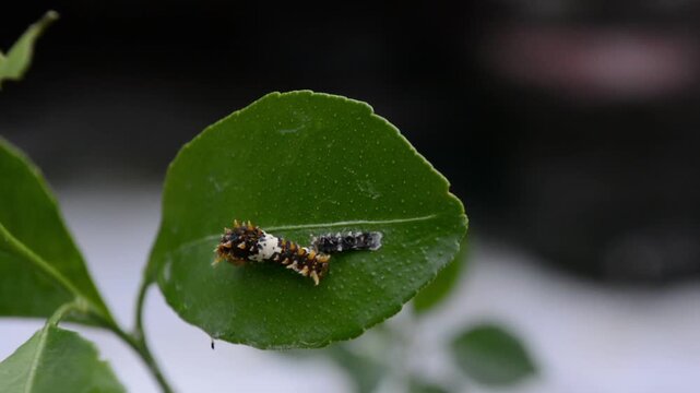 Macro Close-Up of a Giant Swallowtail Caterpillar (Papilio) Feeding on a Green Leaf with Frass Pellets Nearby