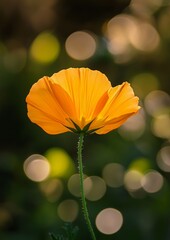Bright orange flower, soft focus background