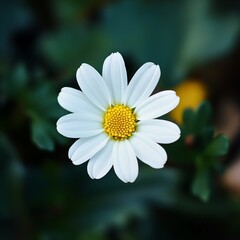 Close-up of a single white flower
