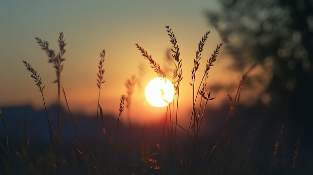 Golden sunset through tall grasses (2)