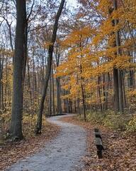 Autumn path winding through a forest
