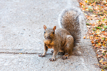 Close-up of a gray squirrel standing on a concrete path with autumn leaves nearby. The curious animal looks directly at the camera in a natural urban park environment.
