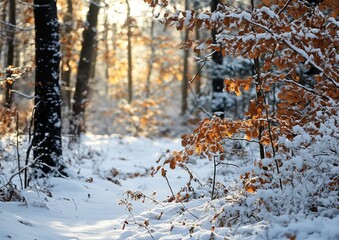 Snowy forest path bathed in golden sunlight