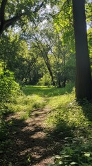 Fototapeta premium Sun-dappled path through a lush forest