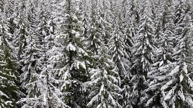 It's a winter wonderland. Flying over a fresh snow covered forest in Oregon
