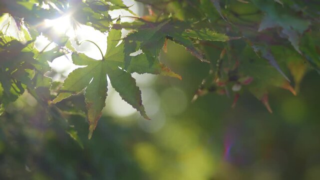 Backlit green maple leaves in autumn