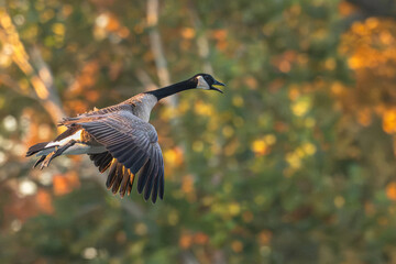 Canada goose in flight against fall colors.