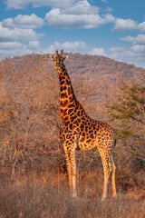 giraffe walking in the bush, head above the canopy, Africa, hill range, Botswana