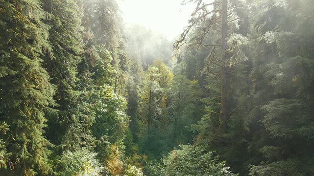 Aerial shot of the lush forest and Drift Creek Falls in Oregon, USA. Drift Creek Falls is interesting because if has a 240 foot long suspension bridge over the falls.