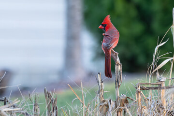 Male northern cardinal perched in a tree.
