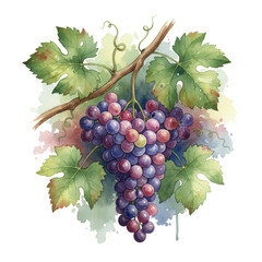 Obraz premium Watercolor grape cluster with foliage on a vine, creating a rustic vineyard impression