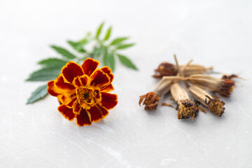 Close up of French Marigold Flower Seeds Harvested for Future Planting