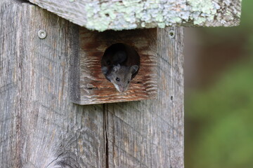 A little deer mouse peeking out of a birdhouse