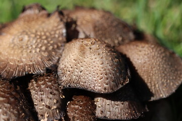 Closeup of ink cap mushrooms in autumn sunshine
