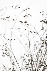 Dried Parsley Plant on White Background