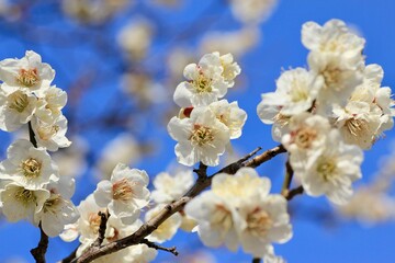 Fototapeta premium White plum blossoms against a clear blue sky 青空に映える白梅の花