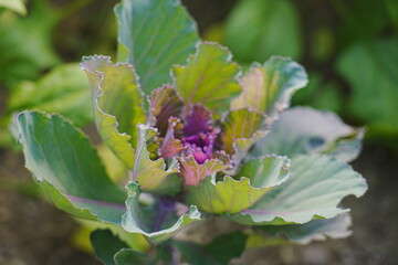 Kale Leaf Peony in Greenhouse