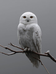 Obraz premium A white snowy owl sitting on the top of a branch, against a grey background