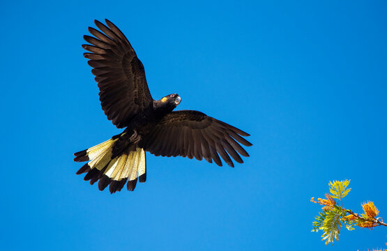  birds yellow tailed black cockatoos flying.