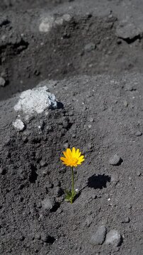 火山灰で覆われた無彩色の地面に、一輪だけ咲く花