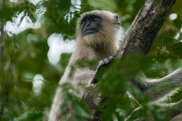 Fototapeta premium A Monkey(Langur) gazes in a National Park