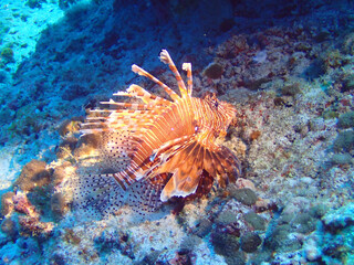 Lionfish over coral reef