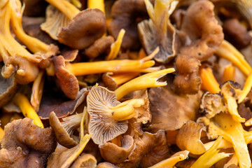 Freshly picked chanterelle mushrooms gathered in a plastic tray ready for cooking