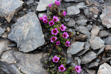 Purple Saxifrage flowers growing between rocks