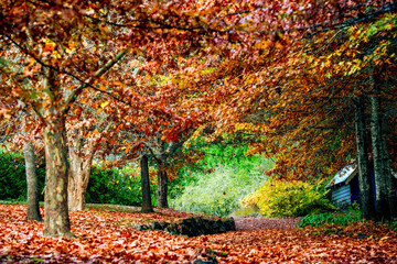 Autumn leaves with vibrant colours