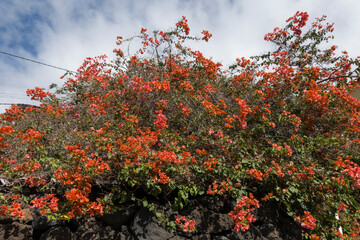 Bougainvillea