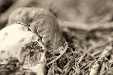 Young boletus mushroom emerging from forest ground among grass and natural woodland light