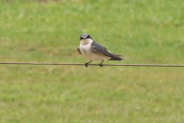 bird on a wire