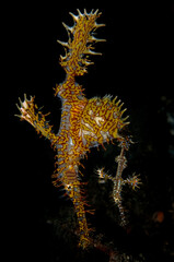 Ornate ghost pipefish pair in vertical position on a night dive, Lembeh Strait, Indonesia