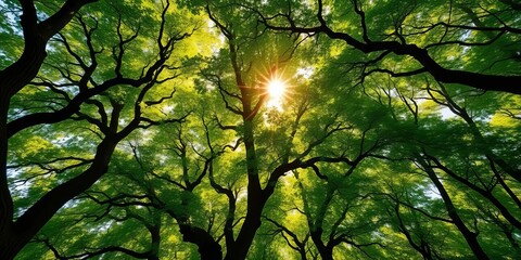 Obraz premium Emerald canopy bathed in golden sunlight, dappled light filters through ancient trees, dappled light, sunlight
