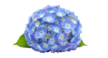 A closeup of a beautiful blue hydrangea flower head, isolated on transparent background, showcasing its delicate petals and intricate details, perfect for botanical illustration