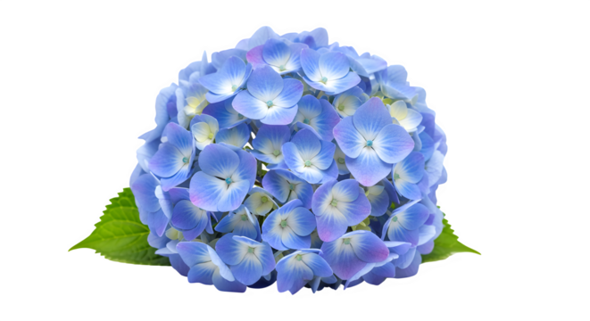 A closeup of a beautiful blue hydrangea flower head, isolated on transparent background, showcasing its delicate petals and intricate details, perfect for botanical illustration
