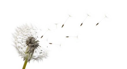 A mesmerizing composition captures a dandelion clock releasing its seeds into the wind, isolated on transparent background, symbolizing dispersal, new beginnings, and the transient beauty of nature