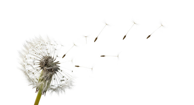 A mesmerizing composition captures a dandelion clock releasing its seeds into the wind, isolated on transparent background, symbolizing dispersal, new beginnings, and the transient beauty of nature