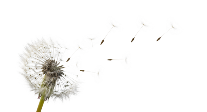 A mesmerizing composition captures a dandelion clock releasing its seeds into the wind, isolated on transparent background, symbolizing dispersal, new beginnings, and the transient beauty of nature