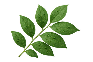Fototapeta premium Green leaves branch with fresh water drops transparent background showing nature vitality and renewal