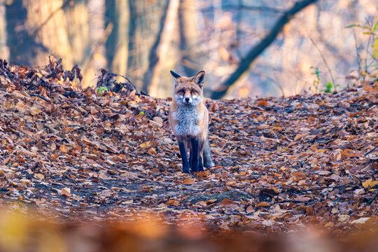 Red fox standing in autumn forest - Powered by Adobe