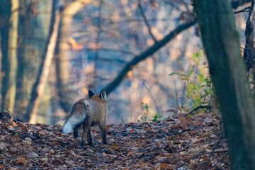 Red fox walking away in forest